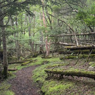 苔がある樹林帯、湿気で蒸し蒸し