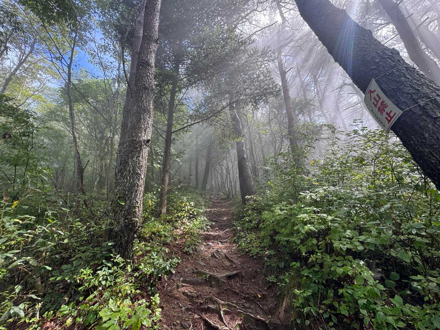 高烏谷山-つが平-高烏谷のマツハダ 往復コースの写真