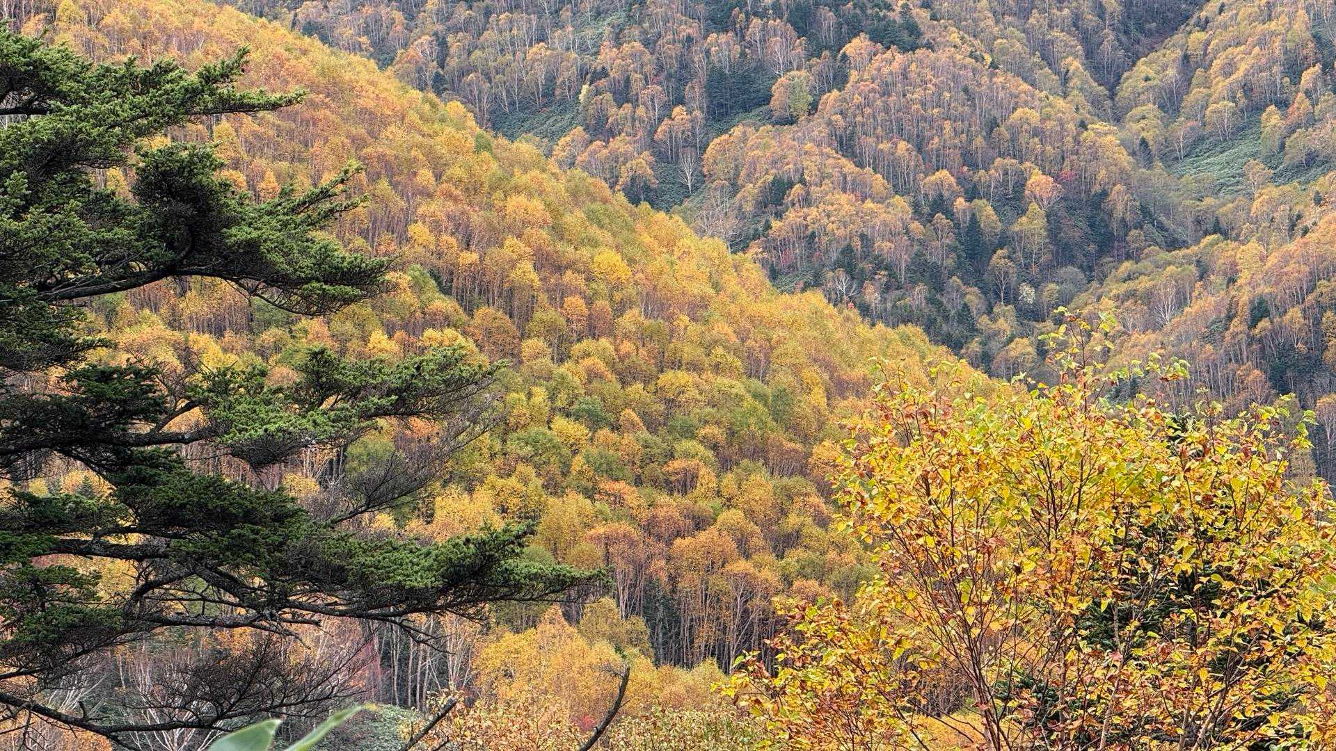 最高🍂
