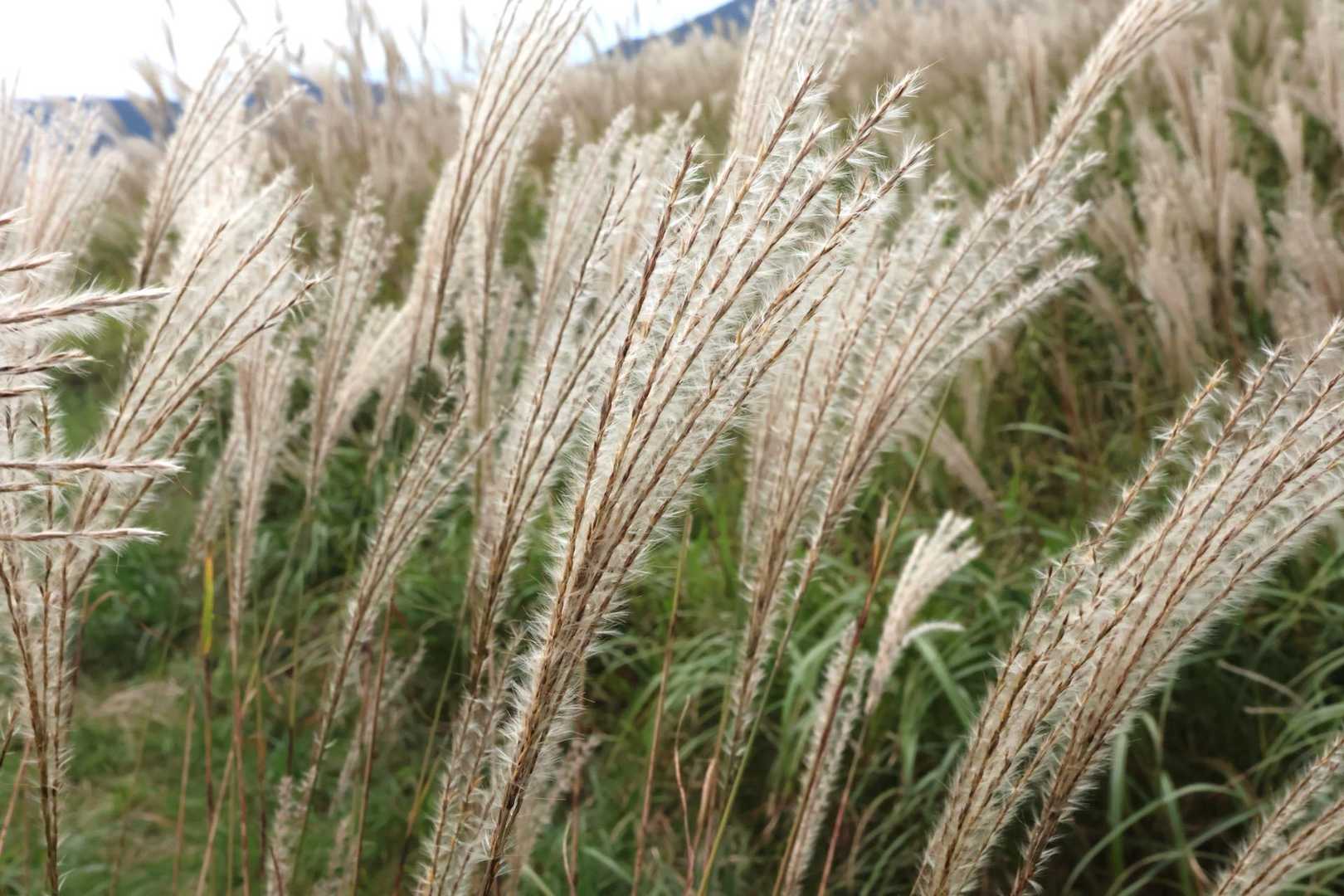 🌾