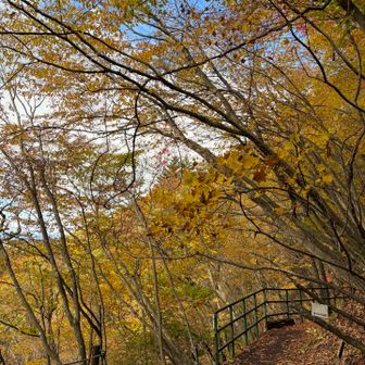ちょっと青空が見えてきて、紅葉も映えます😆