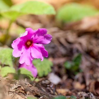 トイレ脇にシコクカッコウソウが咲いていると伺い、見つけることができました☺️