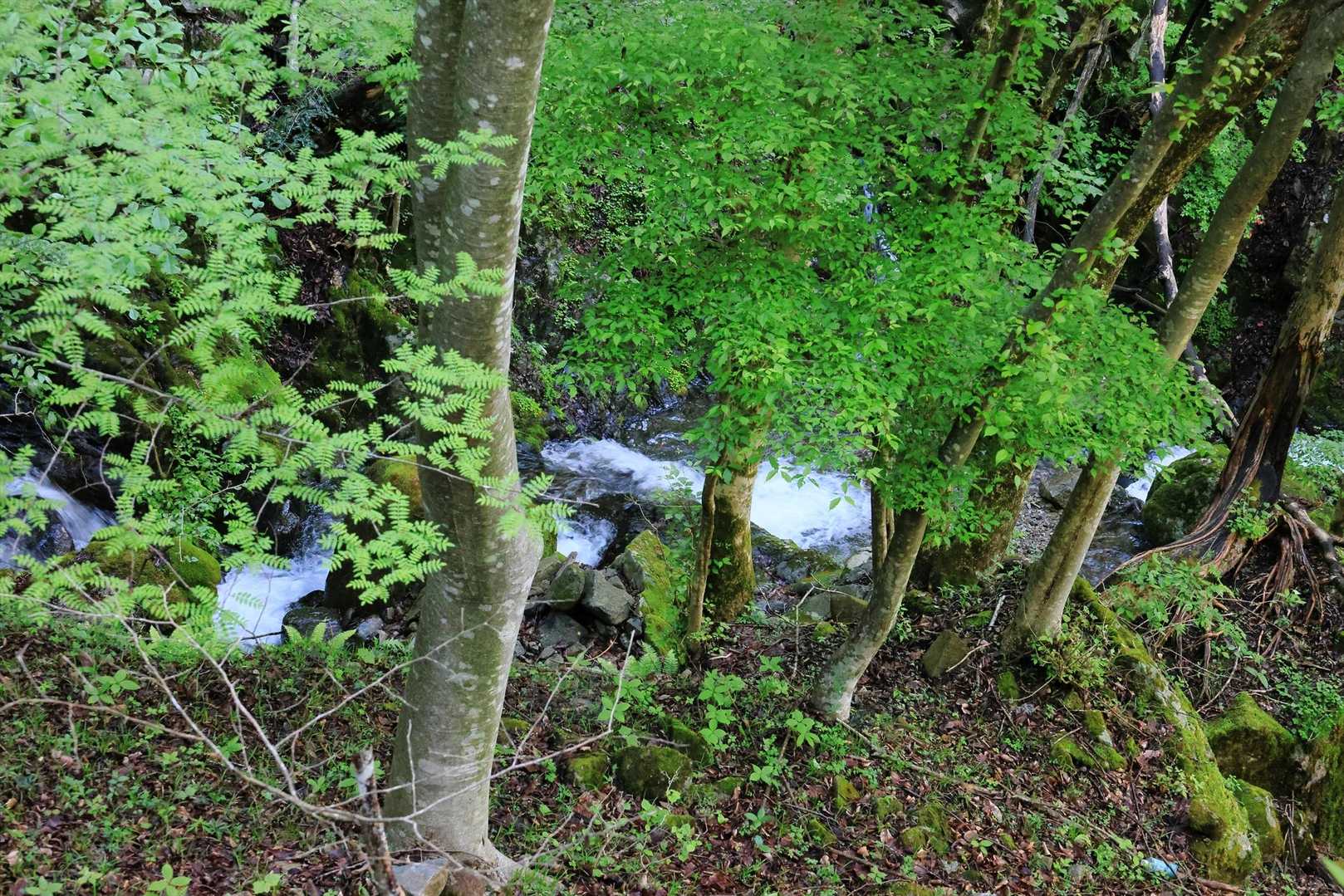 登山口は綺麗な渓流横です