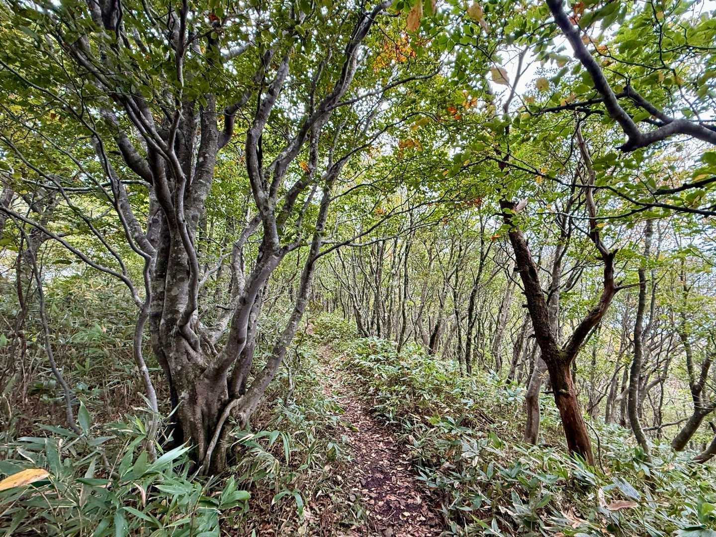 海藻株立ブナを反対側から。この手前の斜面で走り下る子グマを見ました。あちらが私に気づいたようです。