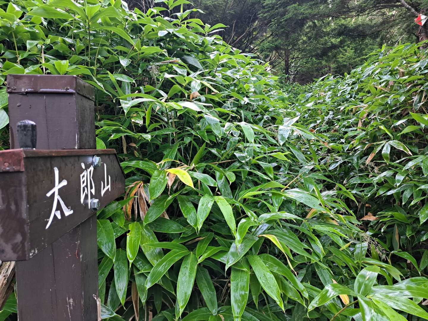 ここから笹藪の道。
事前学習してたので久しぶりにゲイター着用。