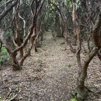 Go through the mysterious trees
