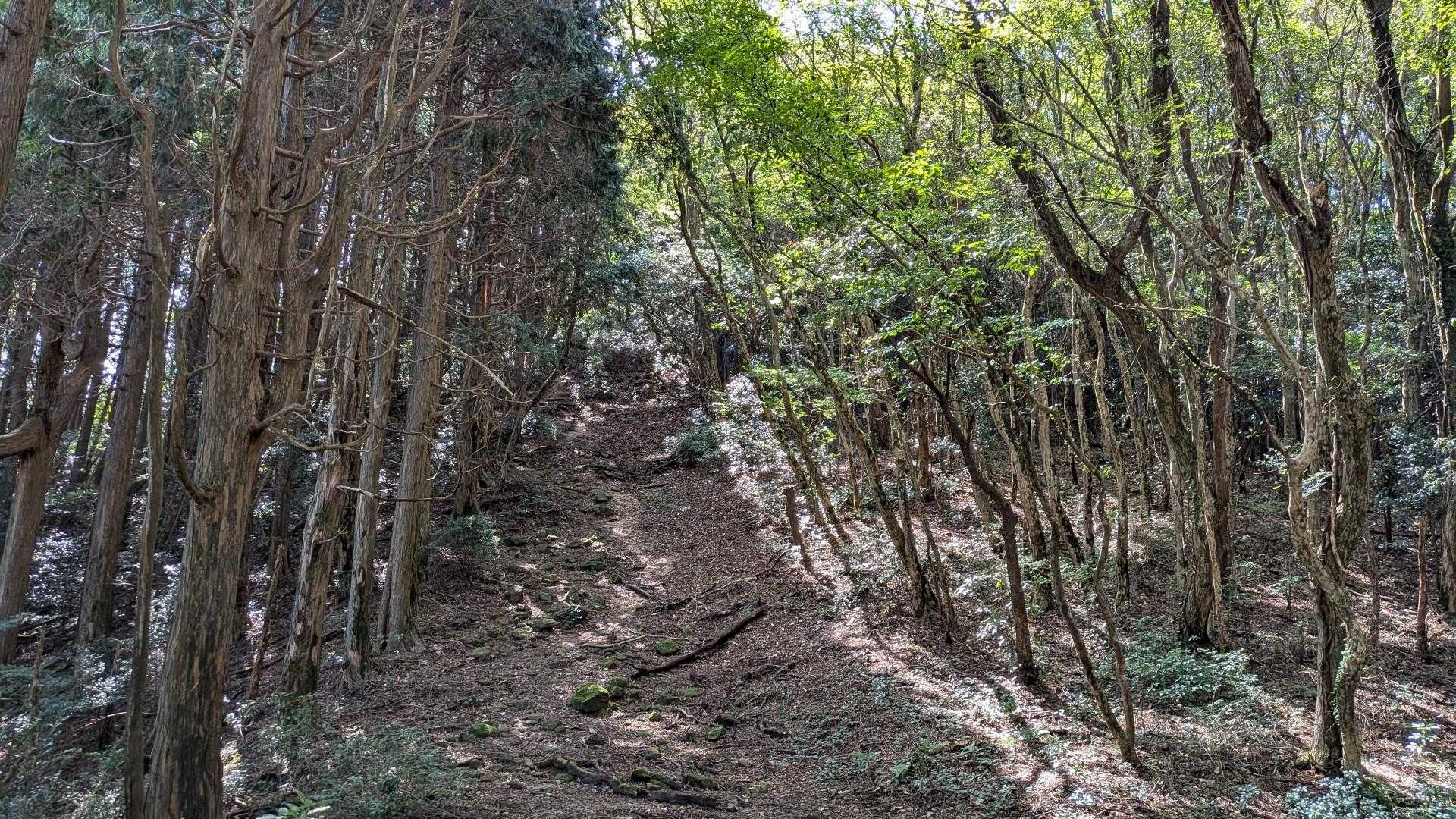 壁みたいな激登り　
写真では伝わらないけど
ため息が出そうになる🤣