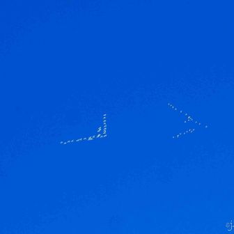 オオハクチョウが北へ編隊飛行です。