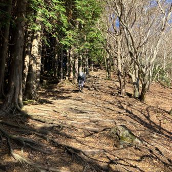 仙人は速い…
ついて行くのは諦めた