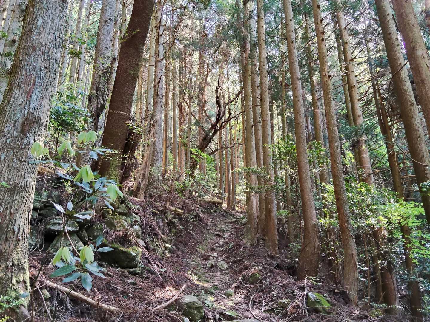 山道に入るとこれまた硬派な登り坂。