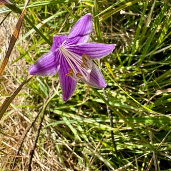 コバキボウシの花