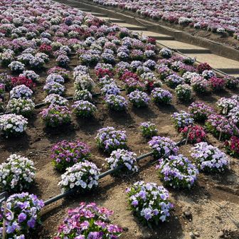 パンジー？ビオラ？綺麗🤩