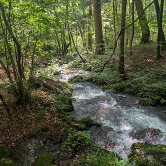 前の写真と同じ場所から

いきなりこの水量‼️
湧き水のレベルじゃない😅