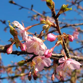 河津桜が大空に映えます