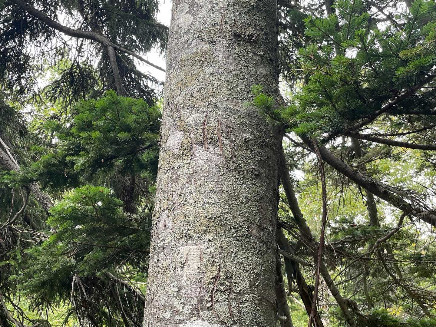 ここは🐻の生息地で、ここの山道もちょくちょく歩いるとの事！
気に登る事は少ないとの事で貴重な木に登ったツメ跡が観察出来ました🧐