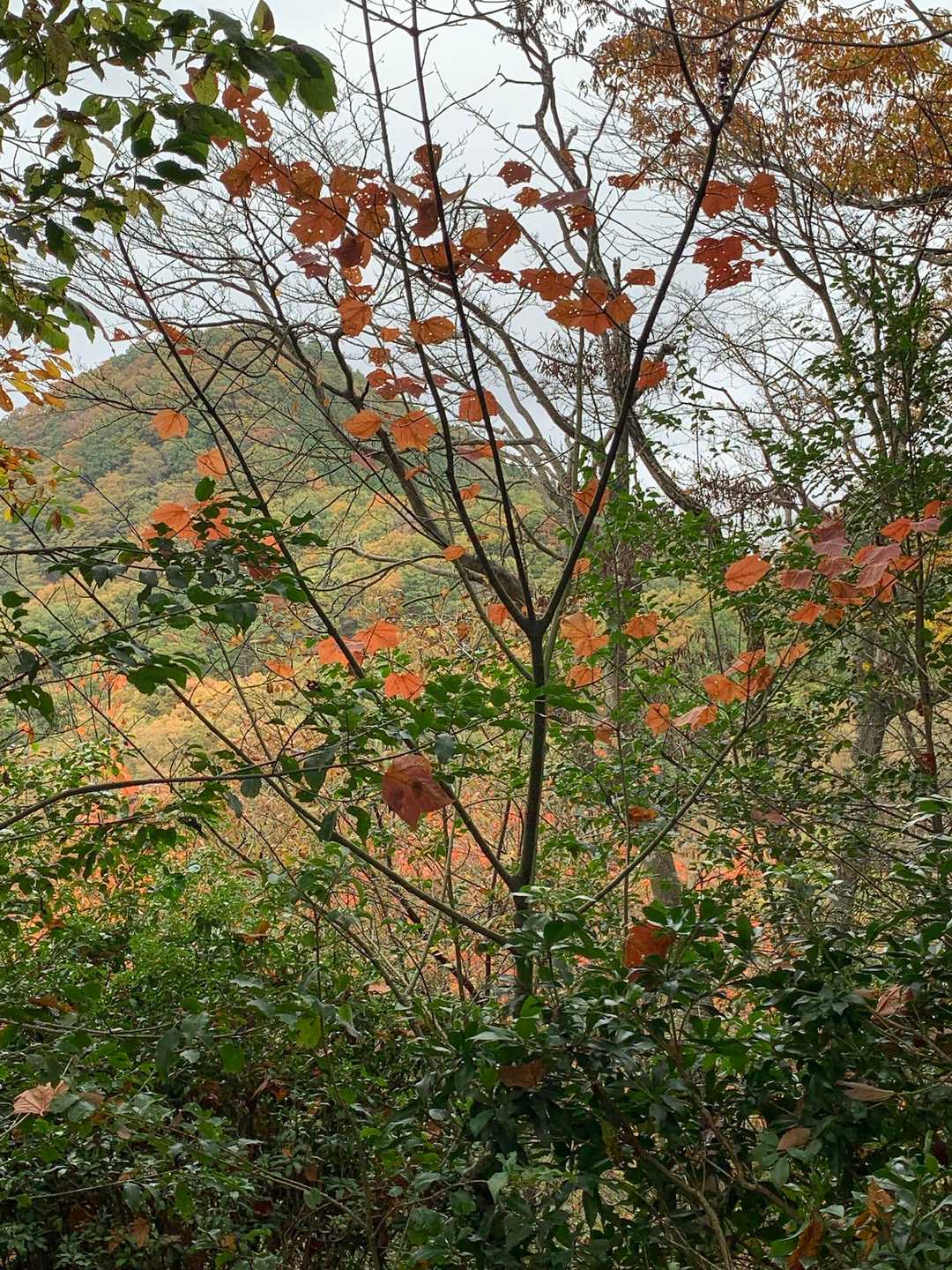 舩谷山-深山 周回コースの写真