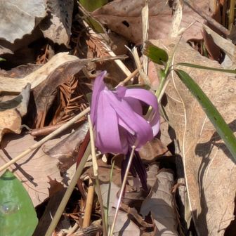 カタクリ。水芭蕉は少しだけ