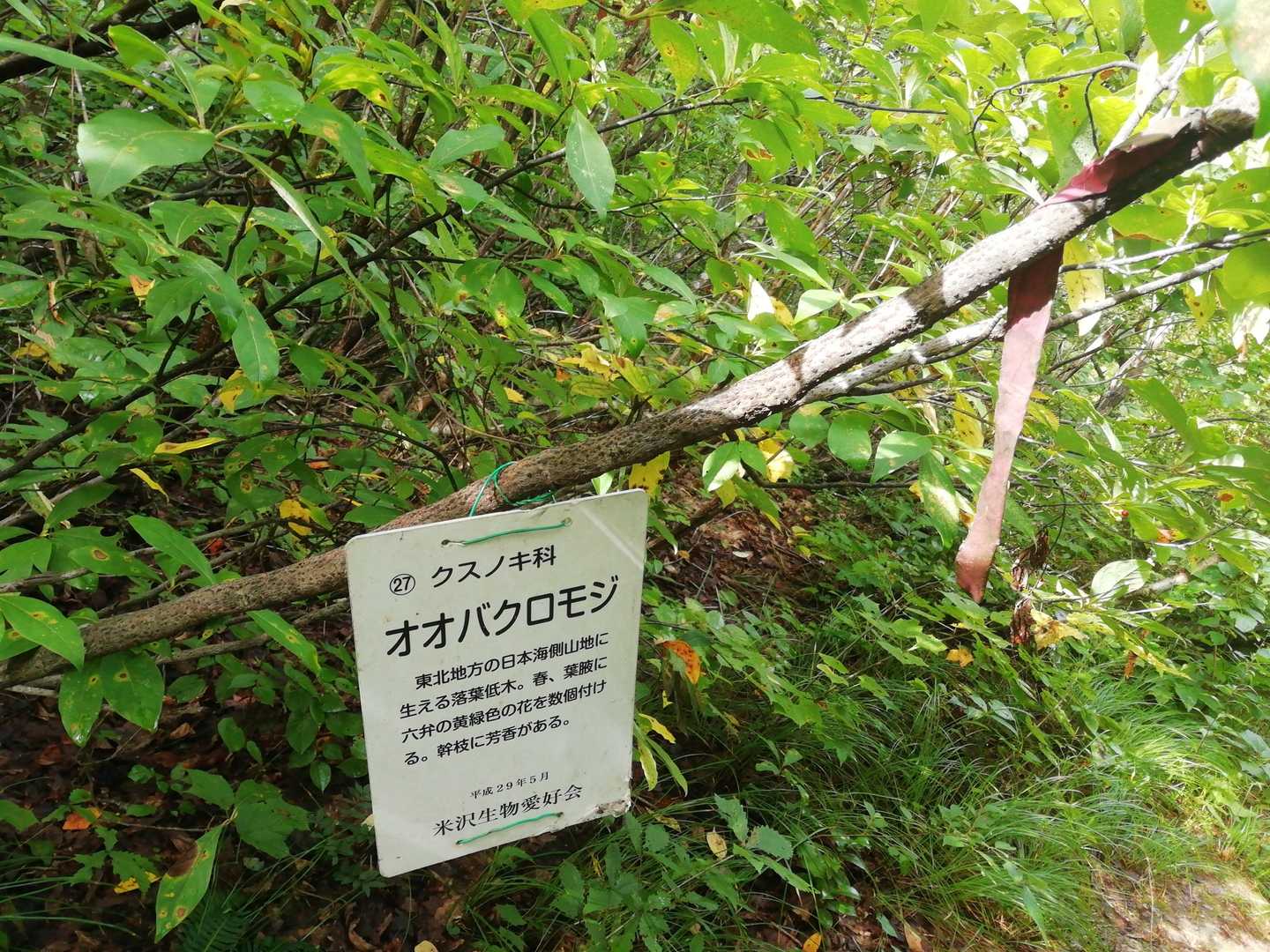 羽山-愛宕山-笹野山 往復コースの写真