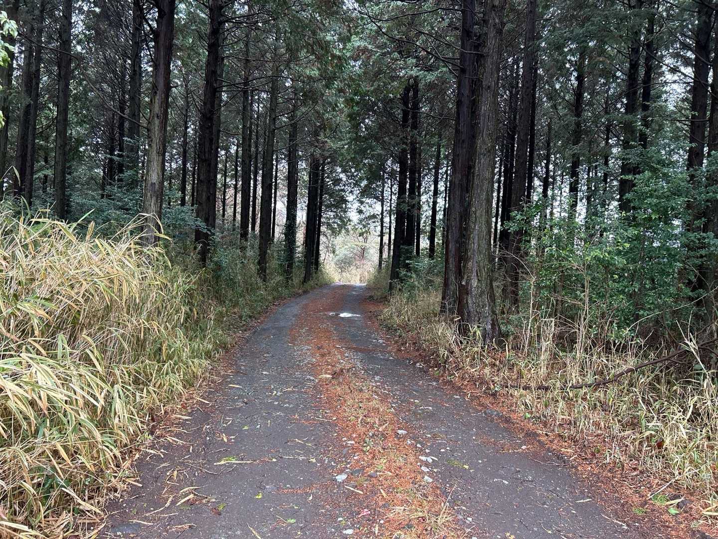 はじめは林道歩き。