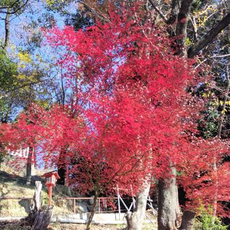 紅葉見納め🍁
