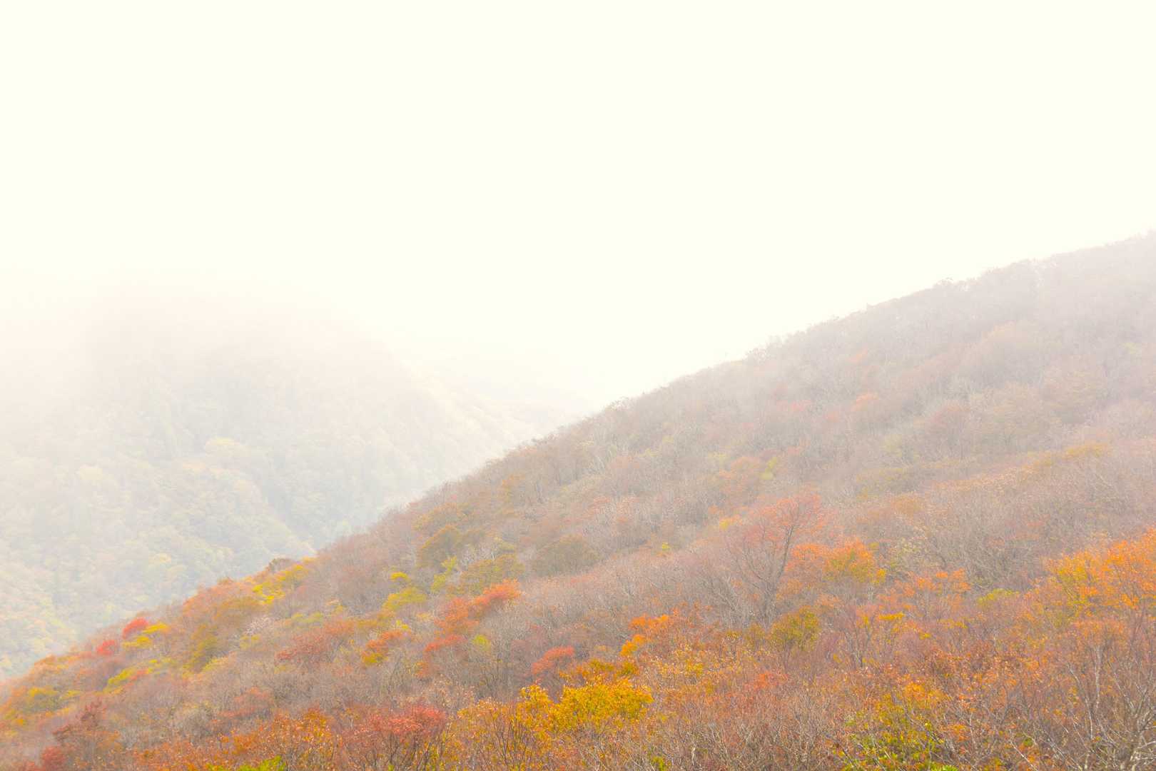 霧の向こうに段ヶ峰東尾根