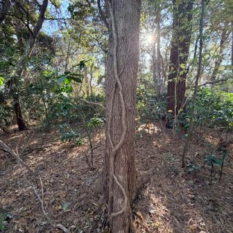 サクッと山頂。
標識なし、展望なし。😂