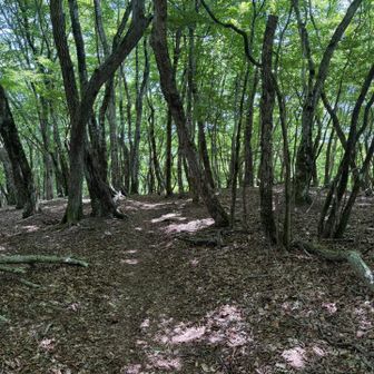 明神山に到着