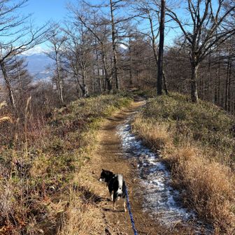 帰る頃には霧氷が溶けていました😭