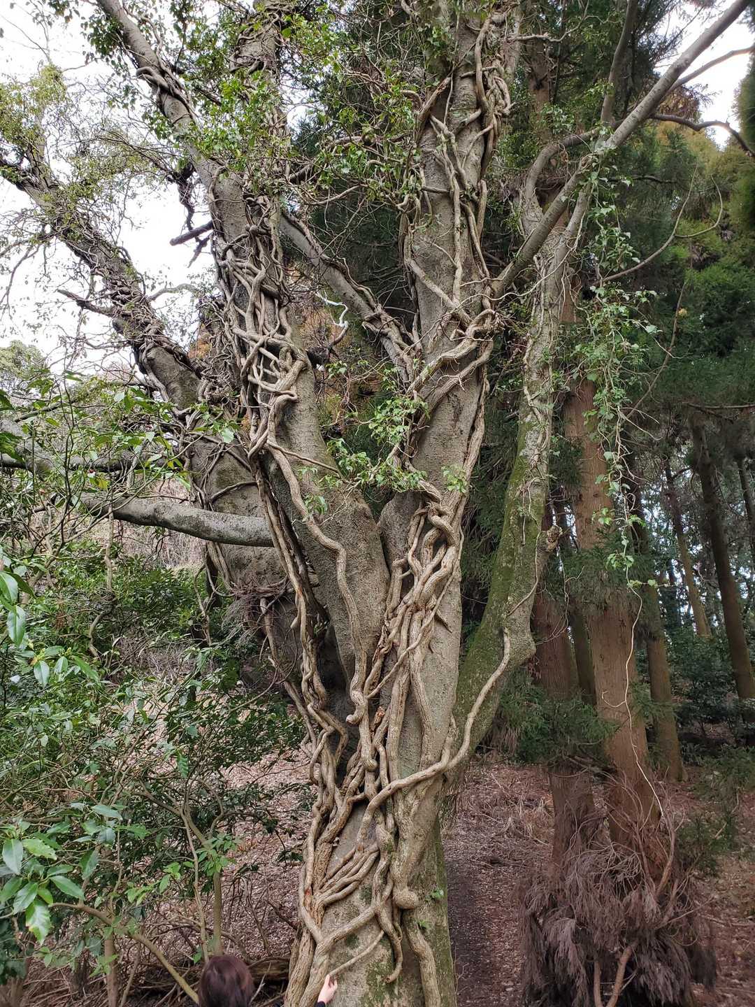 蔦に絡まり尽くされた大木。
すご。