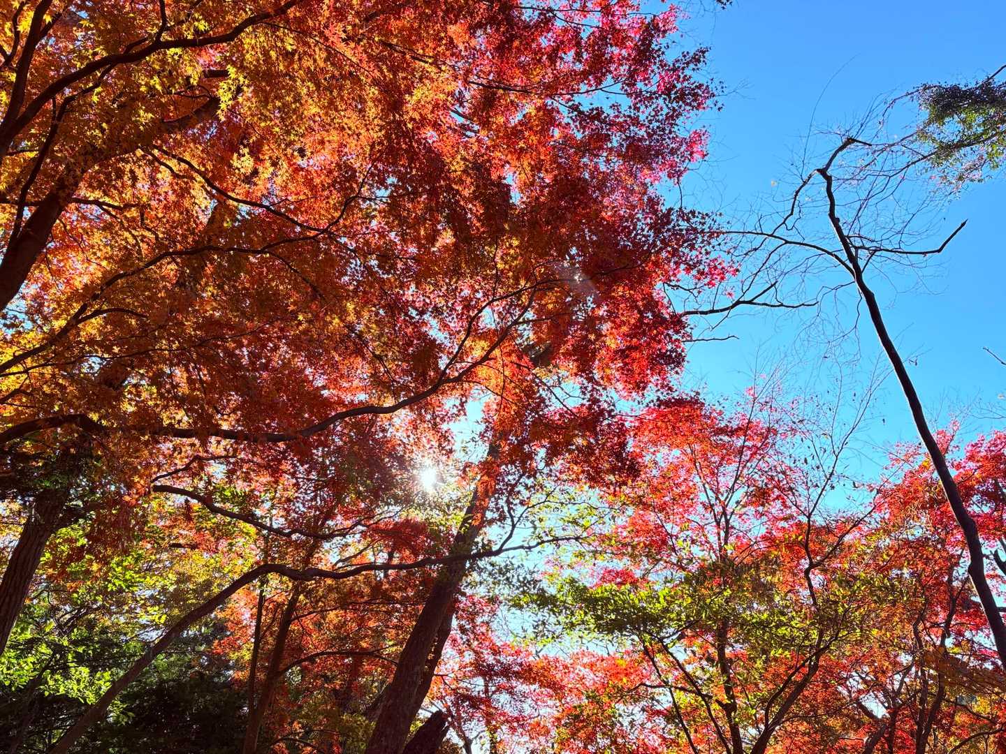 谷峨駅-大野山 往復コースの写真