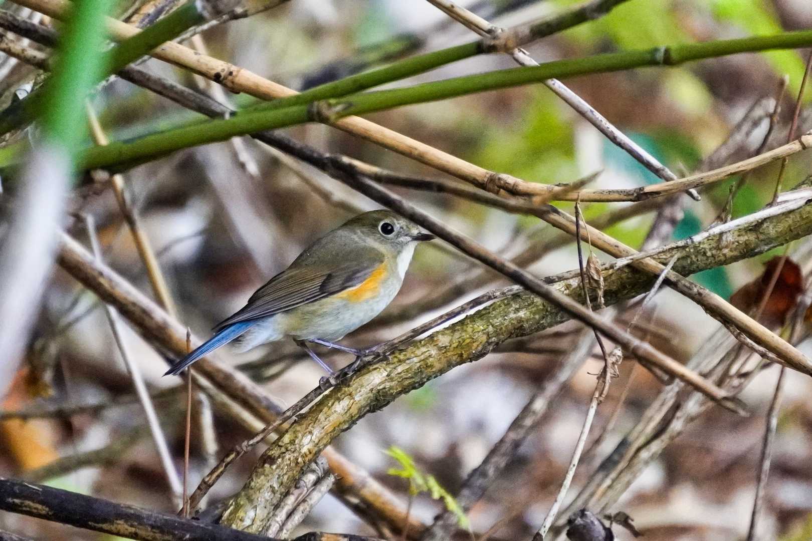 登山道の左右にある、笹藪を行ったり来たりしている鳥らしき影をじっと見ていましたら。
お、あれは！