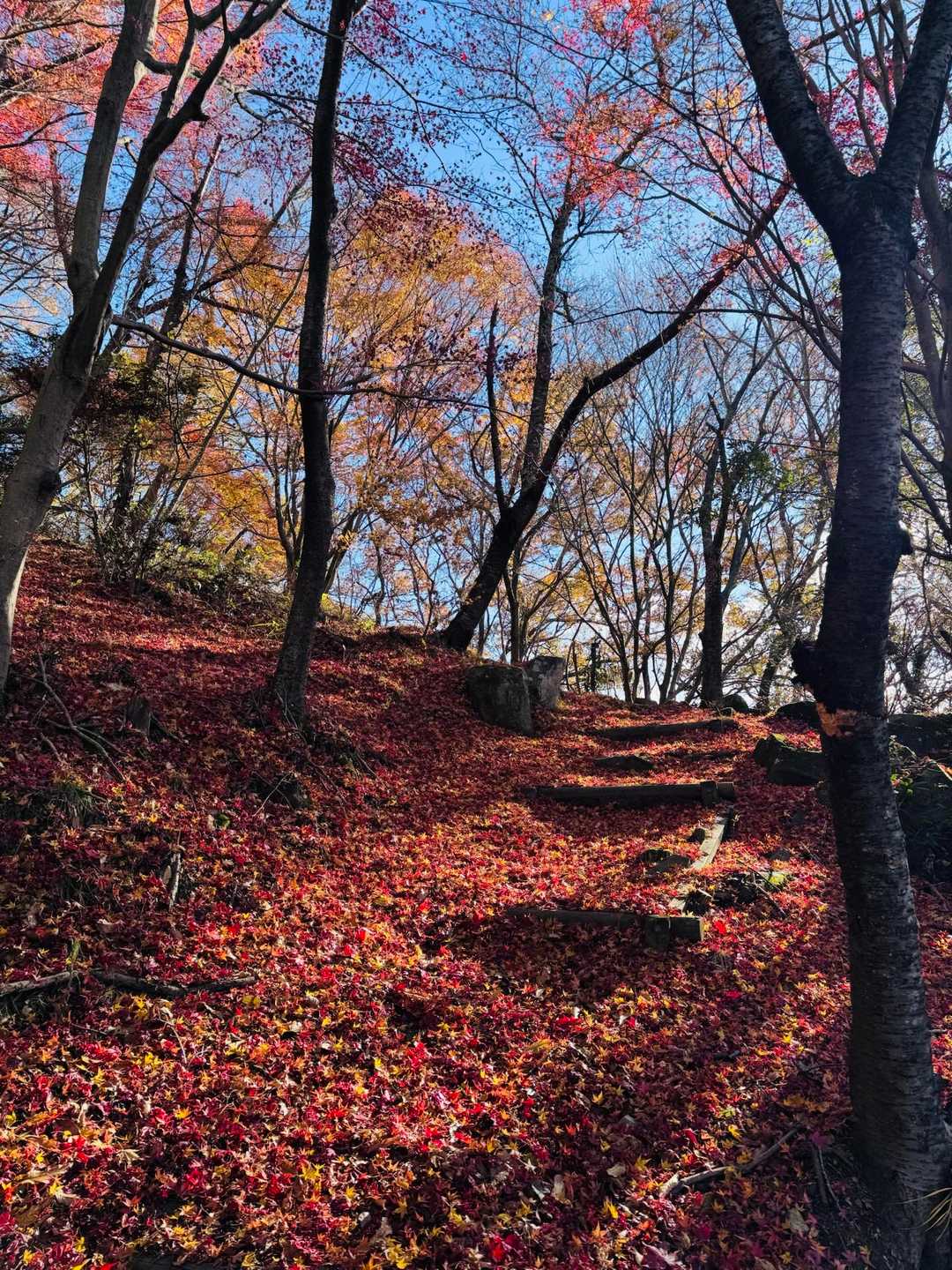 灰ヶ峰 周回コースの写真
