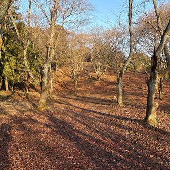 ラジオ体操でもおっ始めたい