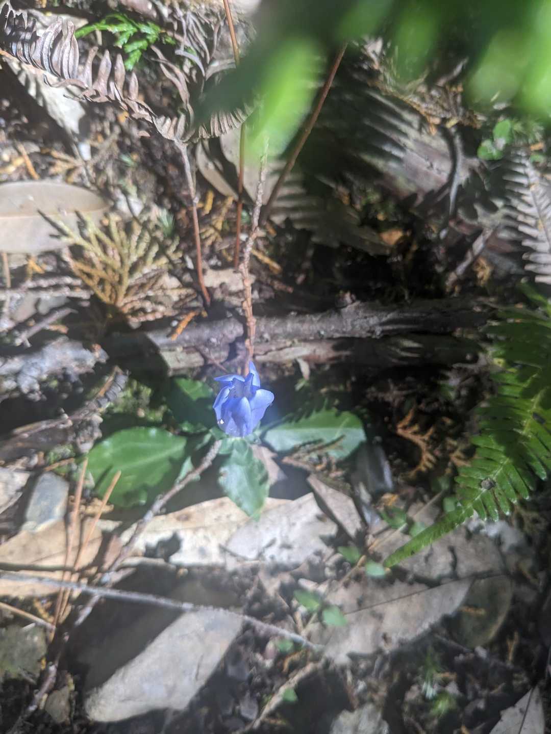 小雲取越の写真