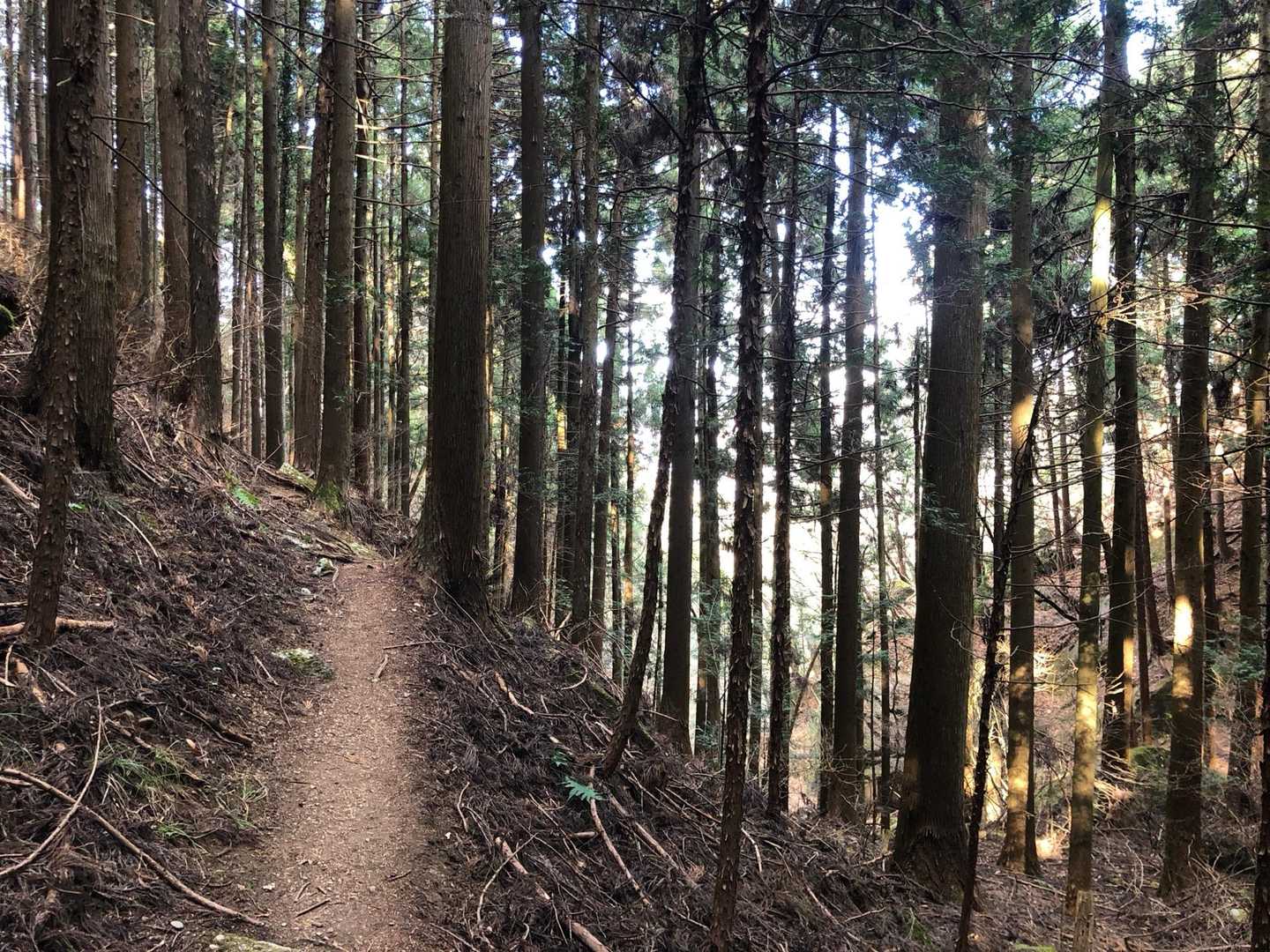 石老山 縦走コースの写真