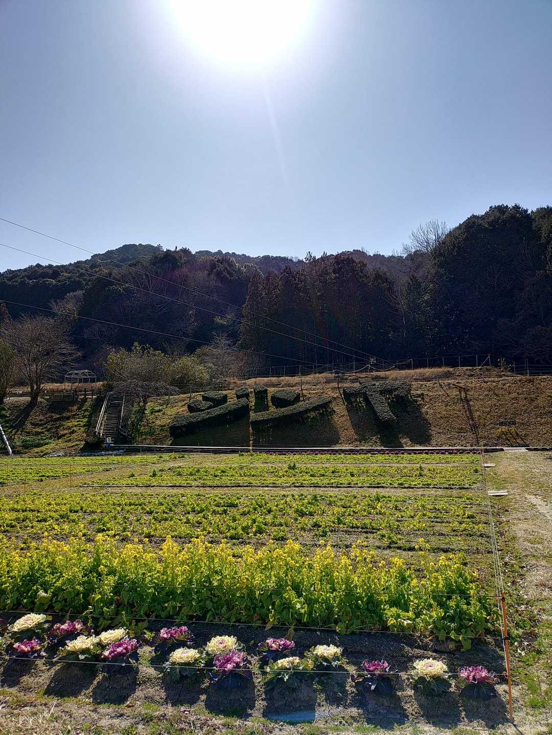 奥殿陣屋に菜の花
もう春なのね～