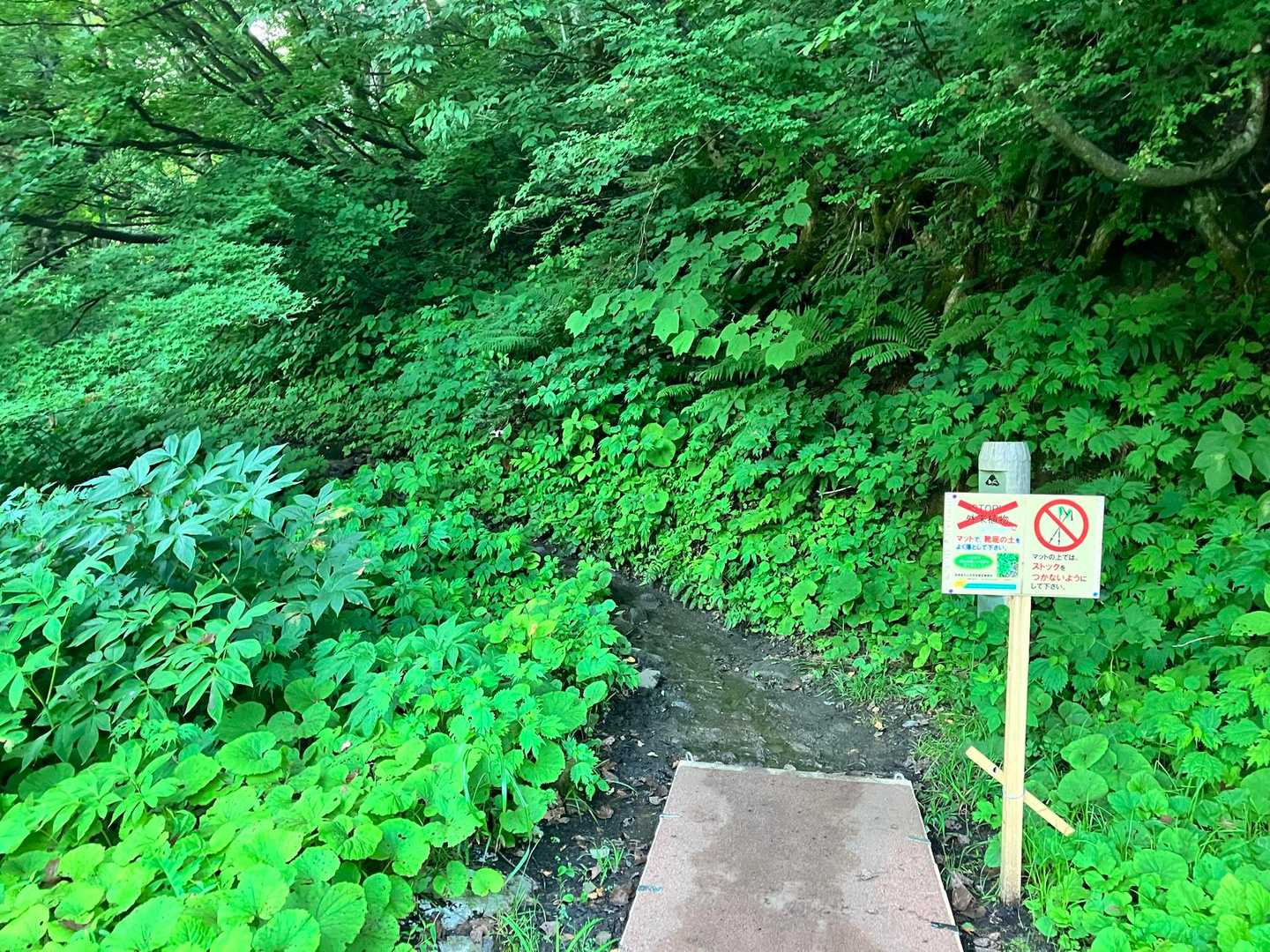 道間違い登山口見失う💦他のハイカーさんに教えてもらって登山口着