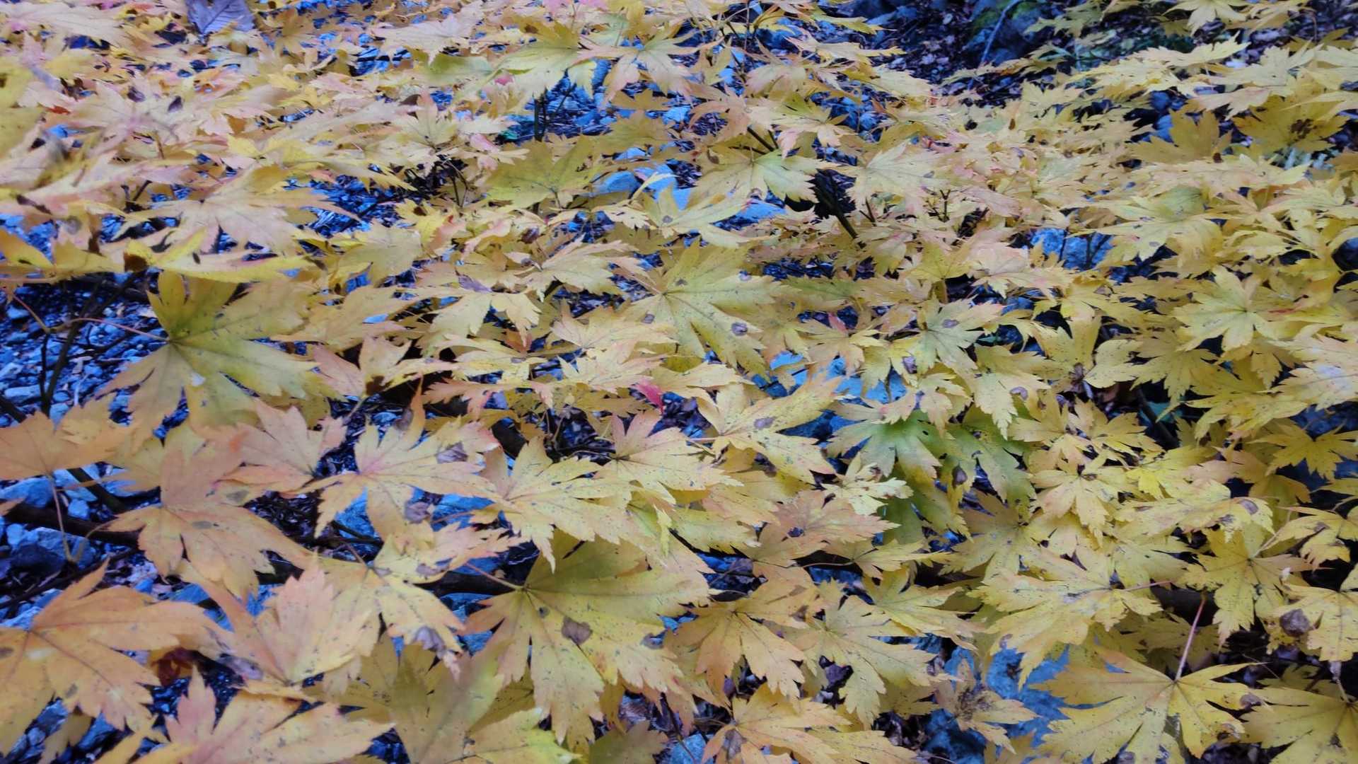 そう言えば、紅葉がすごかった。