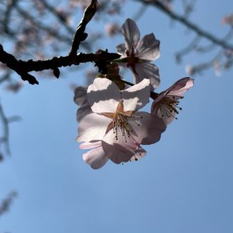 さくらのさくら