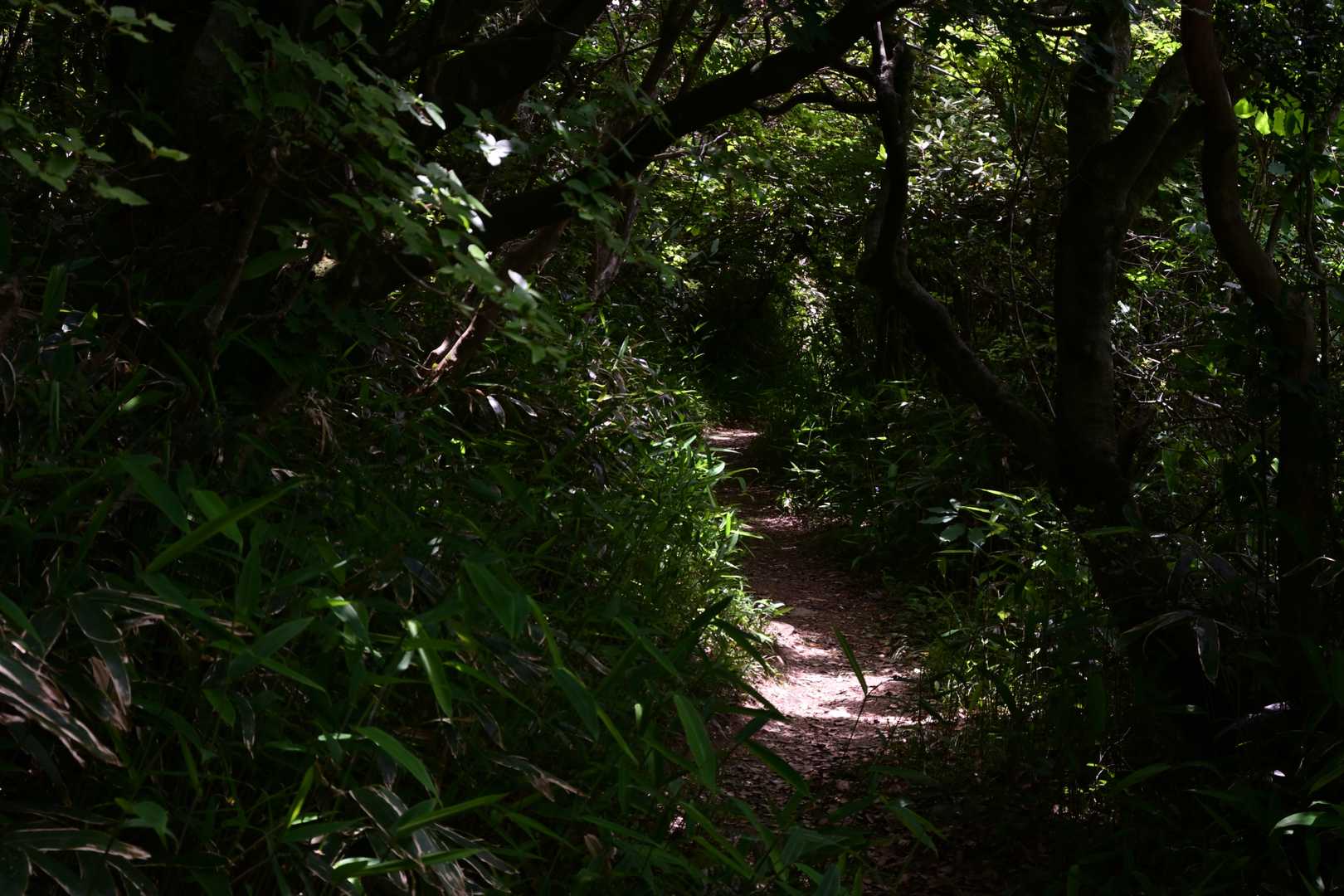 脊振山-矢筈峠-唐人の舞-椎原峠-鬼ヶ鼻岩 往復コースの写真
