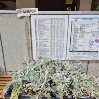 ご自由にどうぞ
苗のおすそわけ
お言葉に甘えて
一株いただきました
シロタエギク
別名ダスティミラー🪞
何だかカッコいいぞ😎