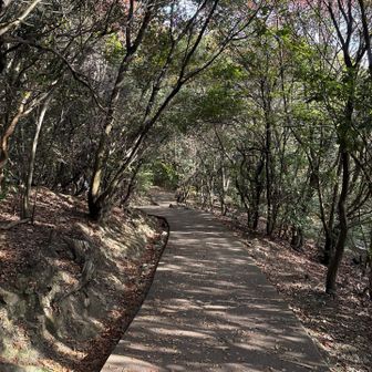 御膳山からの下山道