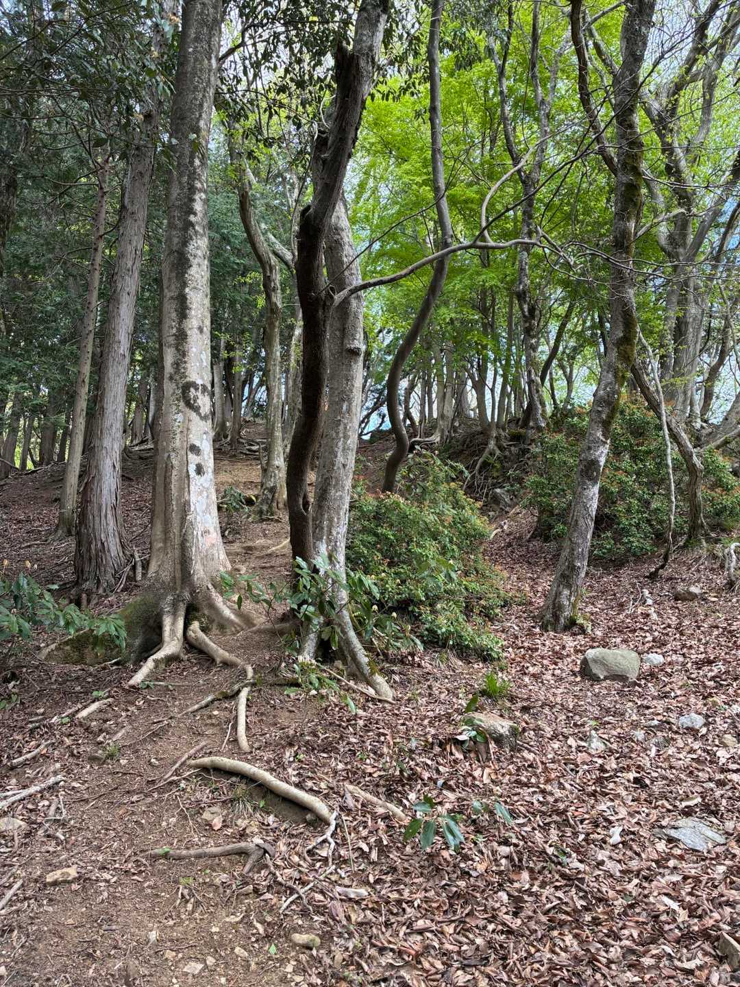 幻のネコポイント。
どうやら後ろから人が登ってきてるよう。平日このるルートで人に会えるとは思わず、ちょっと嬉しい。