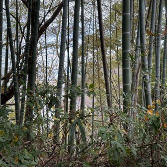 頂上は樹木に阻まれ、海はみえない