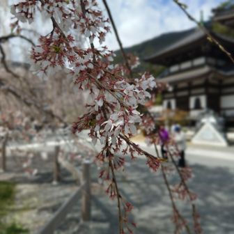 来年もまた咲いてね