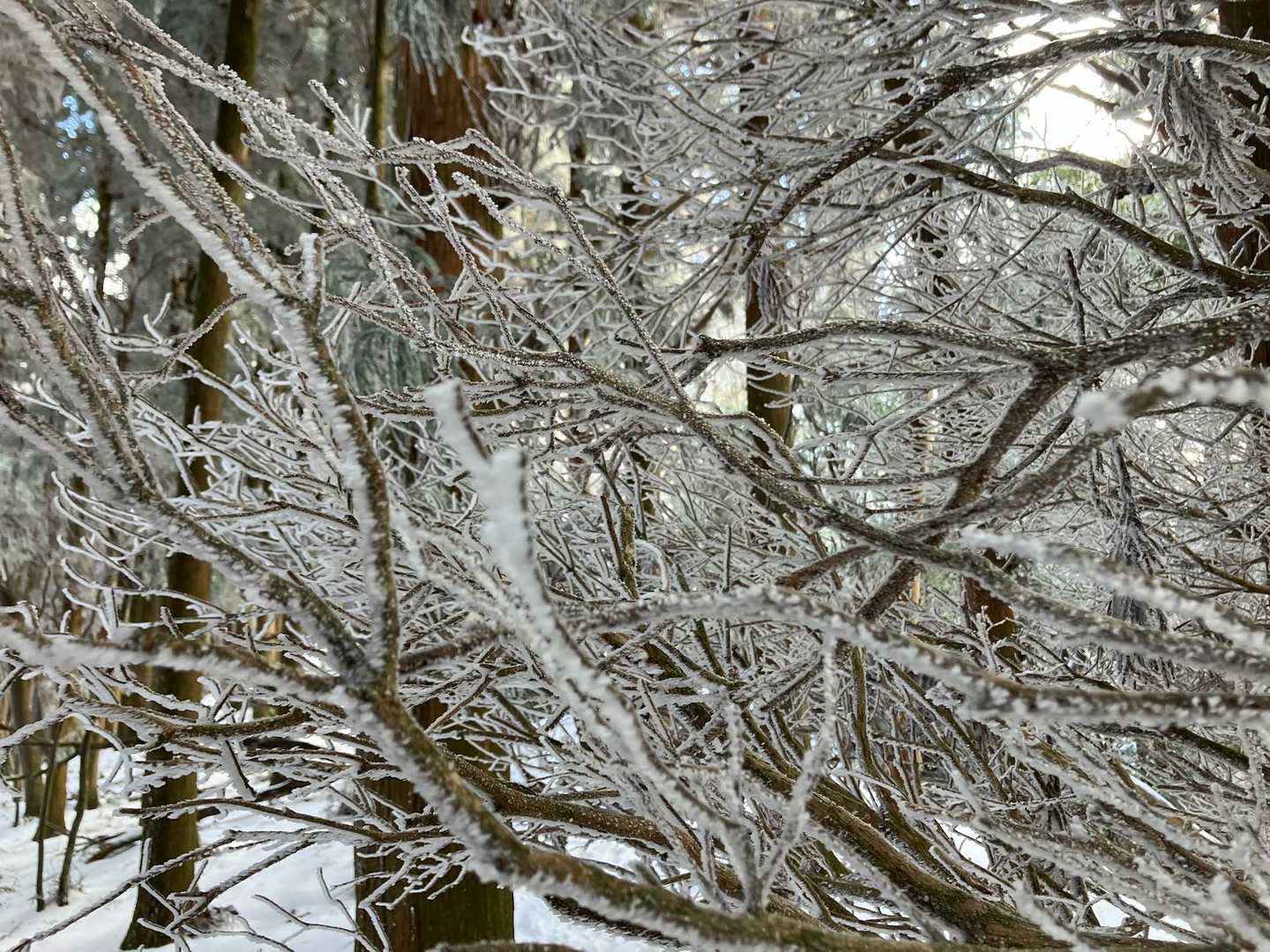 ちょっとだけ霧氷