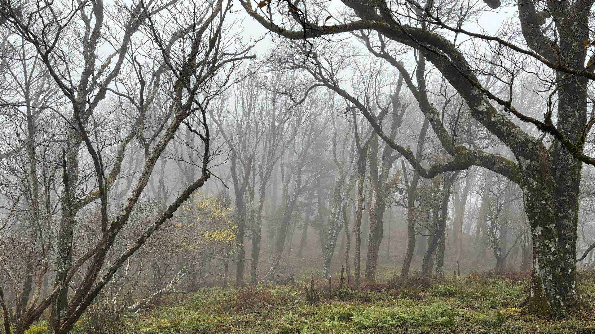 こちらが奥神賀山ルートです♪