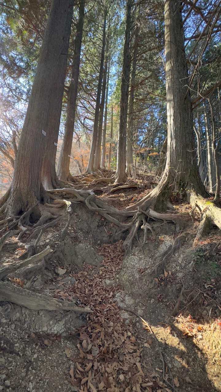 御岳山、鍋割山、大岳山 の写真 8