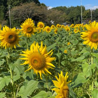 沢山のひまわり🌻を見に来るだけでもいいと思いますよ