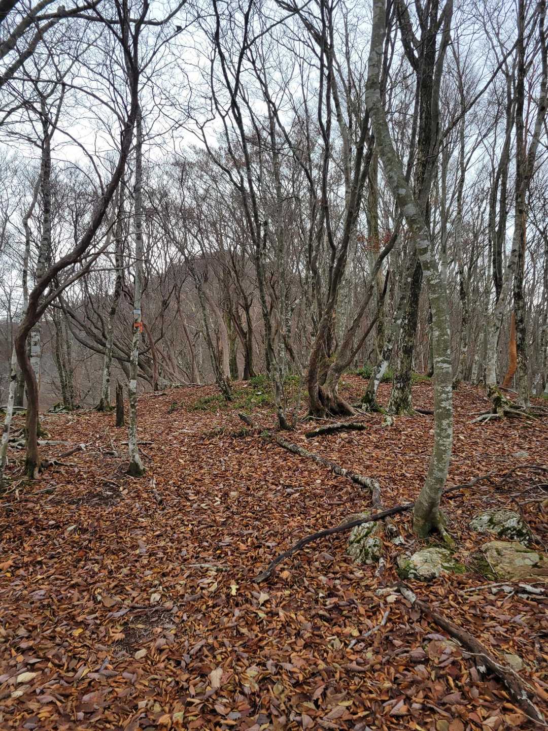 迷岳⛰️が見えてきた